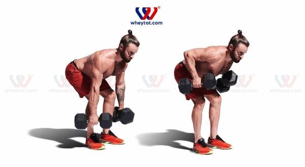 Bài tập lưng xô với tạ đơn: Bent Over Dumbbell