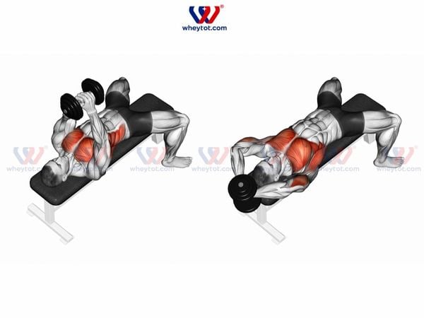 Bài tập nằm đẩy tạ qua đầu (Straight Arm Dumbbell Pullover)
