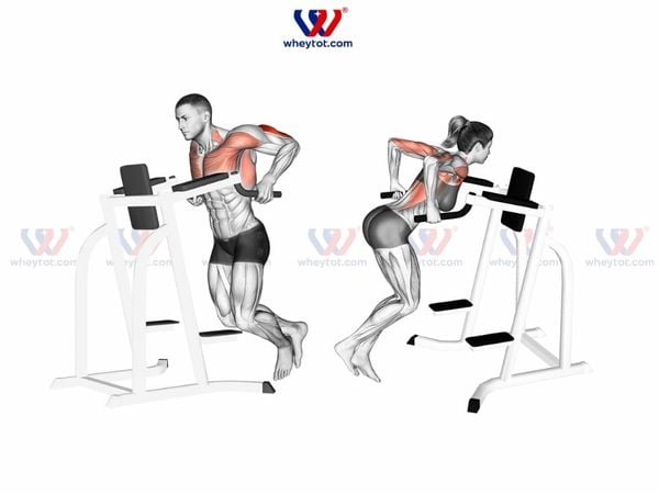 Bài tập với xà kép (Chest Dips)