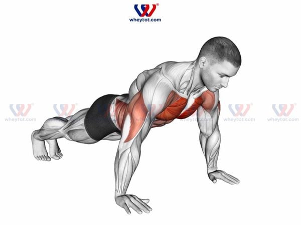 Bài tập ngực: hít đất (Push Up)