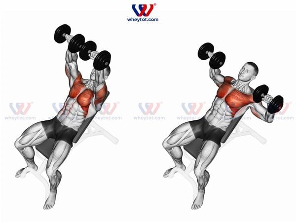 Bài tập đẩy ngực bằng tạ tay (Dumbbell Bench Press)