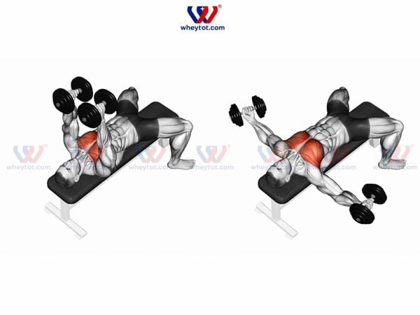 Bài tập tạ đơn ép ngực (Dumbbell Flye)
