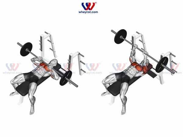 Bài tập nằm đẩy tạ đòn trên ghế phẳng (Barbell Bench Press)