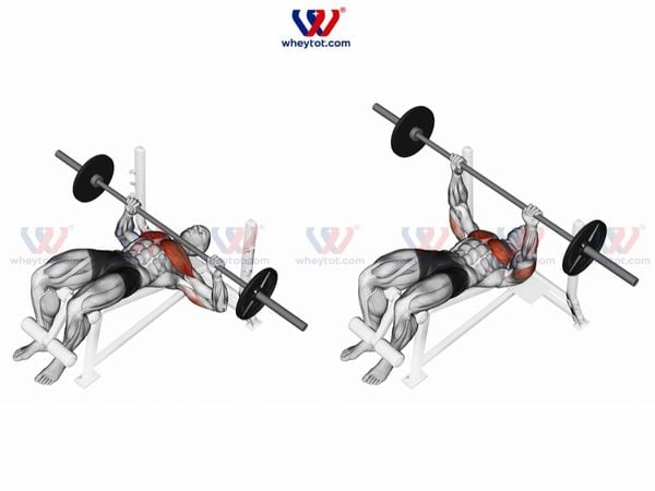 Bài tập ngực hiệu quả nhanh nhất: đẩy tạ đơn trên ghế nghiêng (Decline Barbell Bench Press)