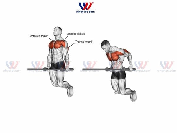 Bài tập ngực dưới với xà kép