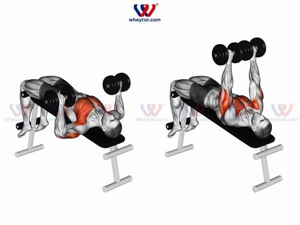 Bài tập ngực dưới chống đẩy trên bục