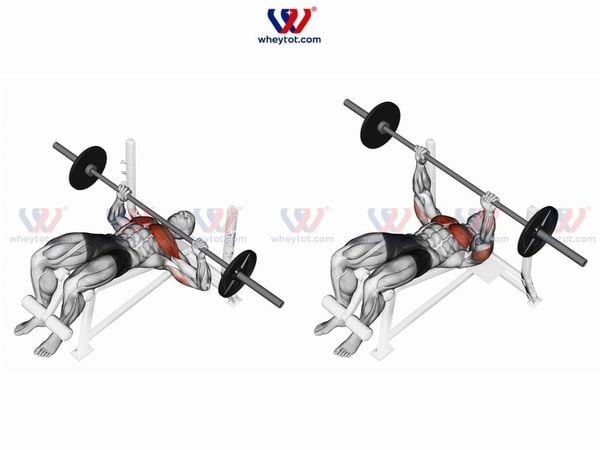 Bài tập ngực dưới đẩy tạ đòn trên ghế dốc xuống