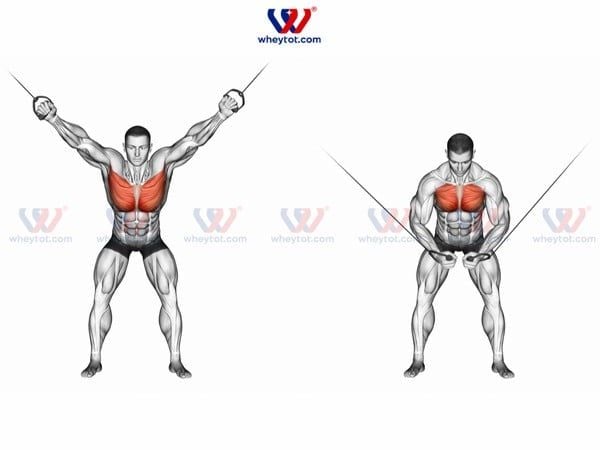 Bài tập ngực dưới kéo cáp với máy xô bay