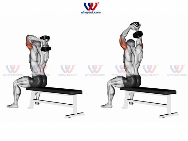 Bài tập cơ tay sau Seated Over Triceps