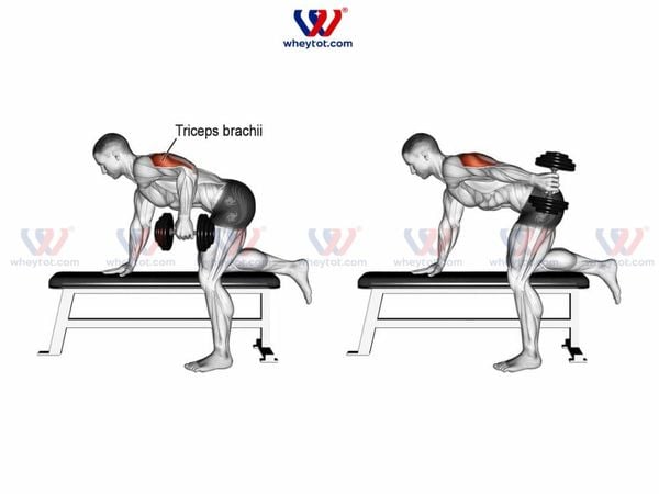 Bài tập cơ tay sau Tricep Dumbbell Kick Back