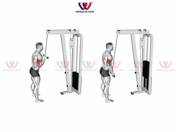 Bài tập cơ tay sau kéo cáp