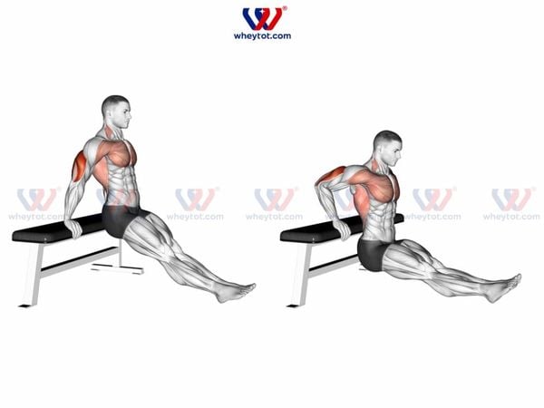 Bài tập cơ tay sau Bench Dip