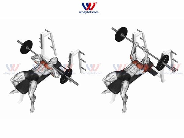 Bài tập cơ tay sau nằm đẩy tạ đòn