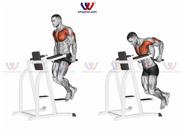 Bài tập cơ tay sau Triceps Dip