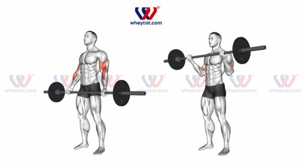 Bài tập tay trước Standing Barbell Curl