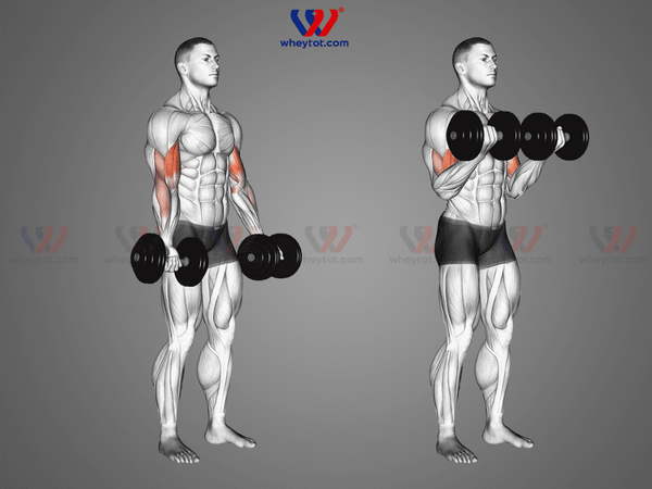 Bài tập tay trước với tạ đơn: Dumbbell Bicep Curl