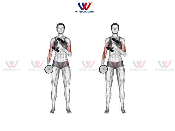 Bài tập tay trước với tạ đơn: Cross Body Curl