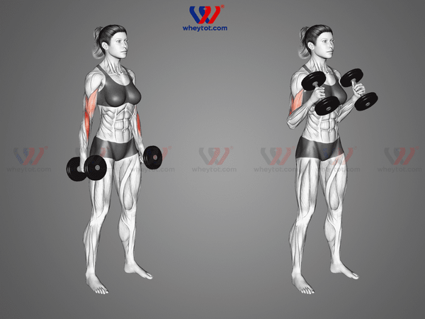 Bài tập tay trước với tạ đơn: Hammer Curl