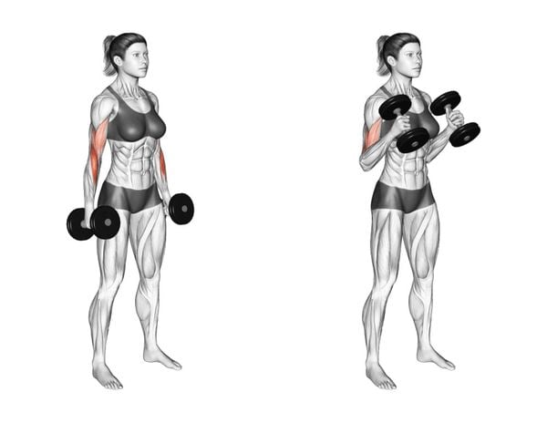 Bài tập gập tạ tay kích thích phát triển cơ bắp tay trước và bắp tay dưới