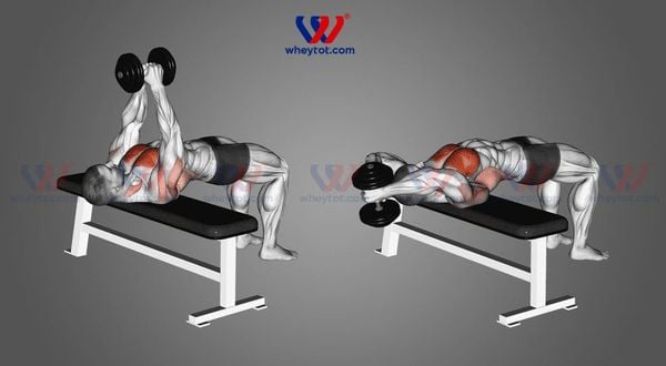 : Bài tập cơ lưng xô cho nam: Dumbbell Pullover