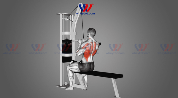 : Bài tập cơ lưng xô cho nam: Close Grip Cable Pull Down