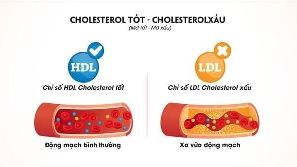 Omega-3 giúp tăng lượng cholesterol tốt trong cơ thể
