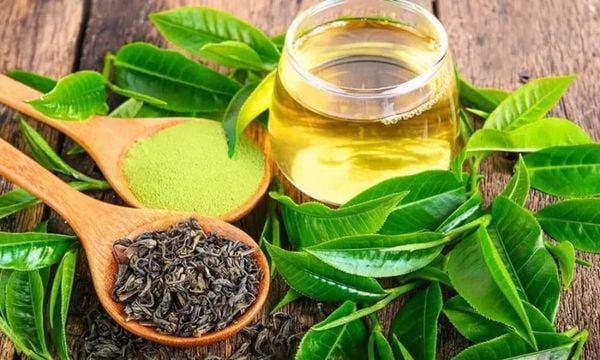 Trà xanh được chế biến từ lá tươi của cây trà tốt cho sức khỏe
