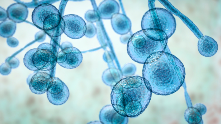 5 Nguyên nhân nấm men phát triển quá mức