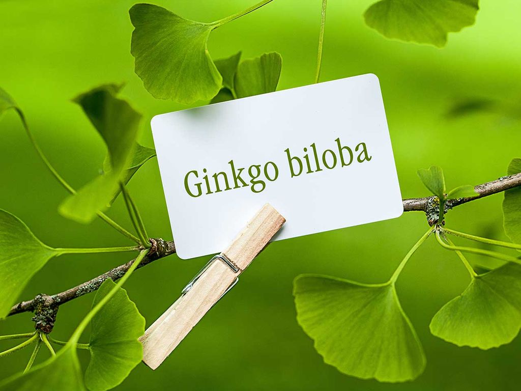 Cây bạch quả, lợi ích sức khoẻ bất ngờ cho cả gia đình