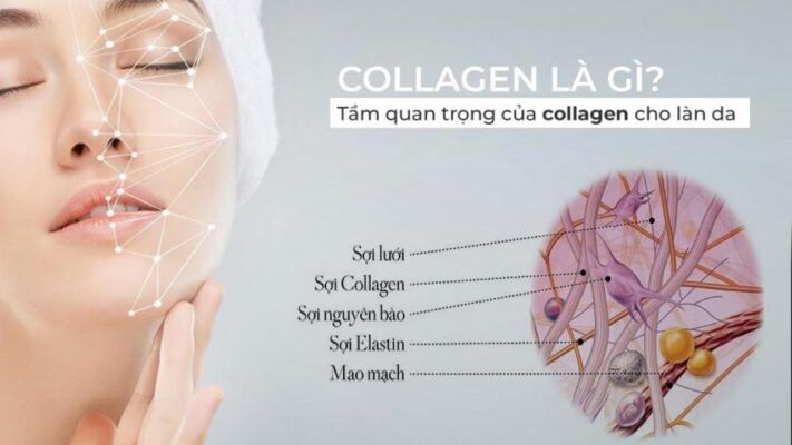 Bạn biết gì về Collagen?