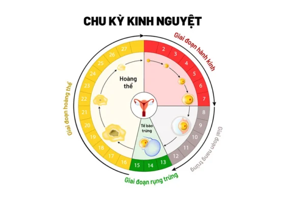 chu kì kinh nguyệt không đều