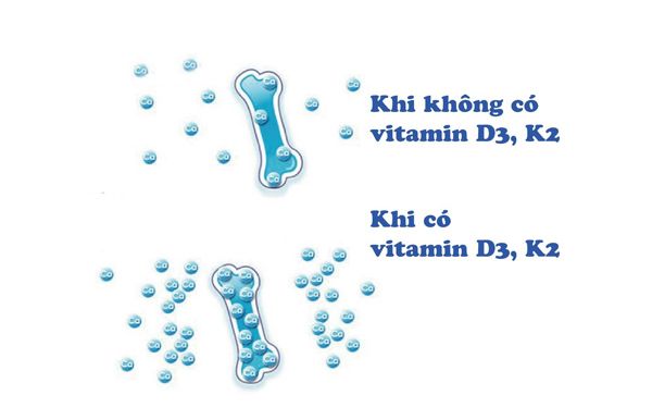 khả năng hấp thụ Canxi vào xương khi có Vitamin D và khi không có VitaminD