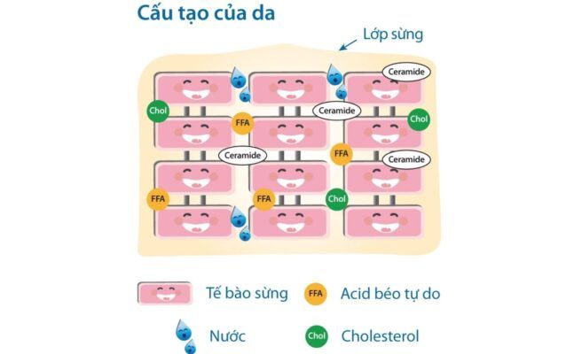 Làm thế nào để bảo vệ “hàng rào bảo vệ da”?