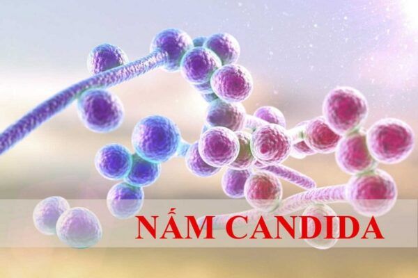 Nấm men là một loại nấm men thường trú trong cơ thể con người, đặc biệt là ở đường ruột, miệng và vùng kín