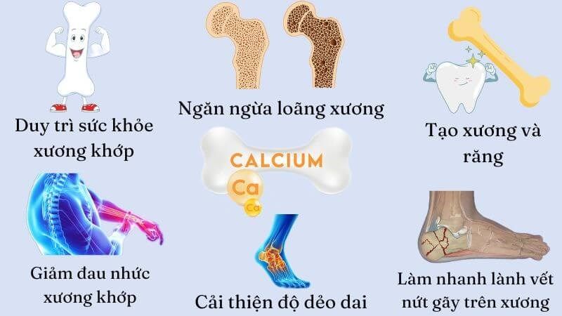 canxi đóng vai trò quan trọng trong việc hình thành và nuôi dưỡng xương
