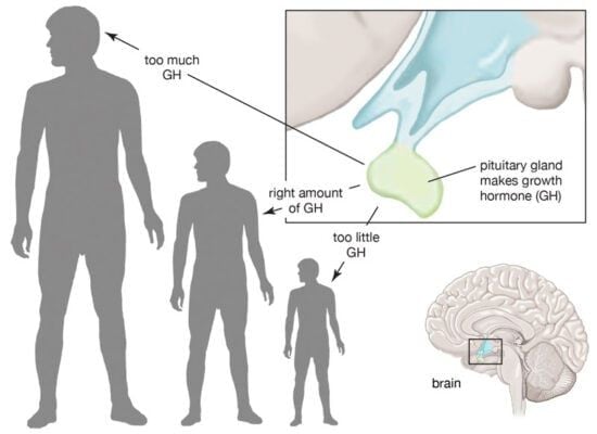 GH hormone là gì