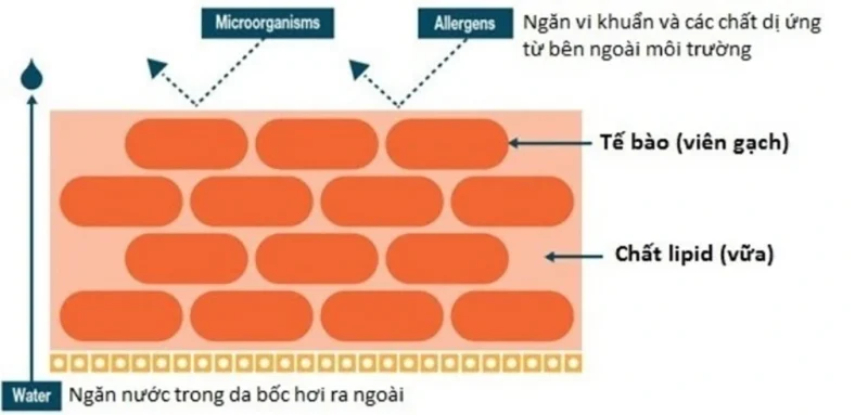 hàng rào bảo vệ da