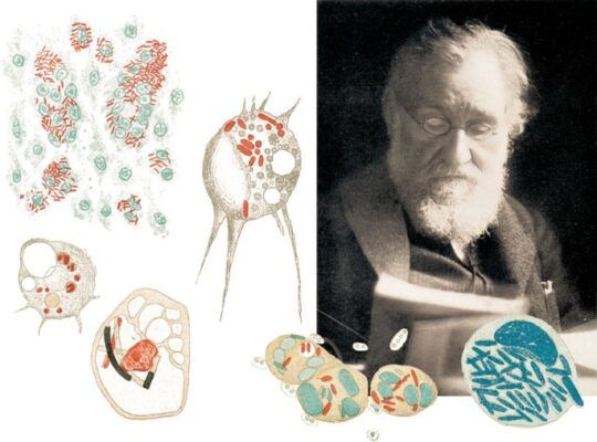 Elie Metchnikoff, nhà khoa học đoạt giải Nobel
