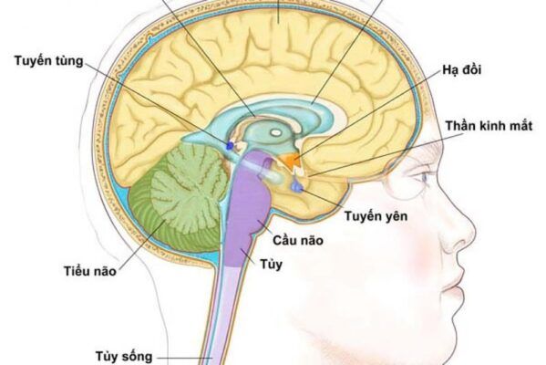 canxi hỗ trợ hệ thần kinh, gián tiếp ảnh hưởng đến tuyến yên