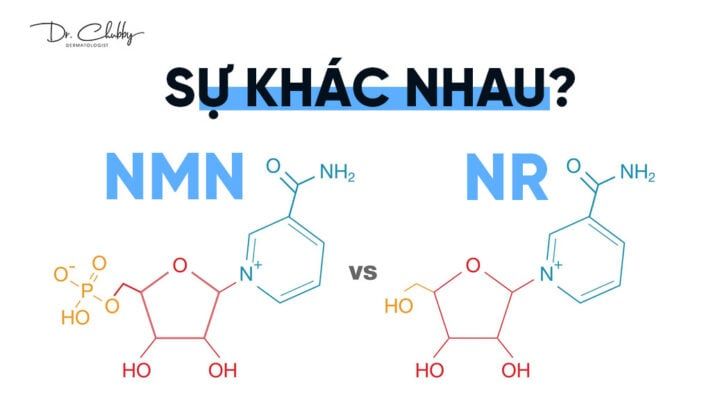 Sự khác nhau giữa NMN và NR theo chuẩn y khoa