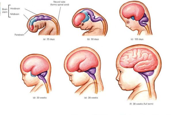 giai đoạn phát triển thần kinh của thai nhi