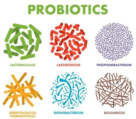 Probiotics và dị ứng môi trường