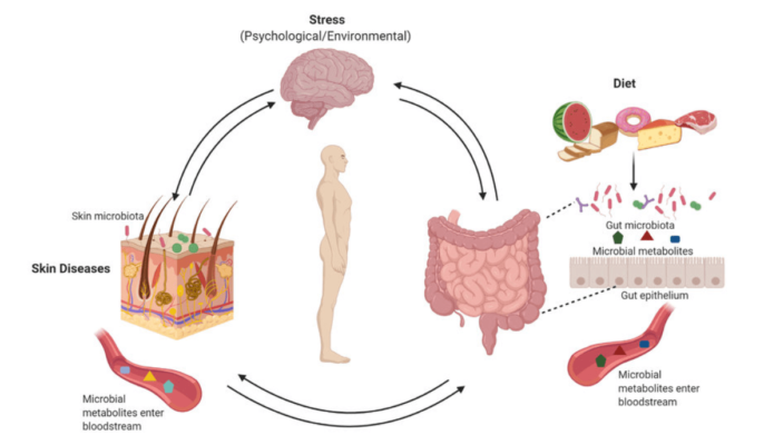 TRỤC RUỘT - DA (SKIN - BRAIN AXIS)