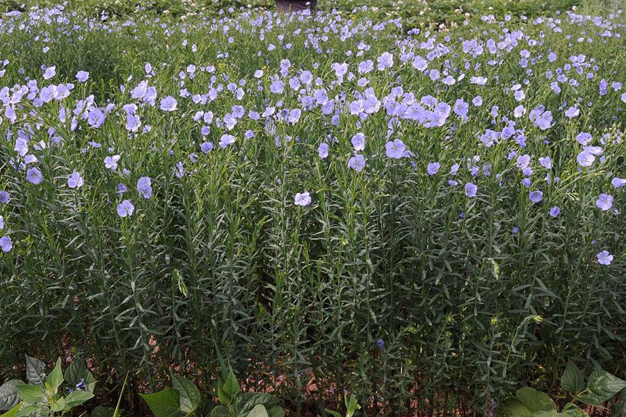 dầu dưỡng có chiết xuất từ cây lanh (Flax)
