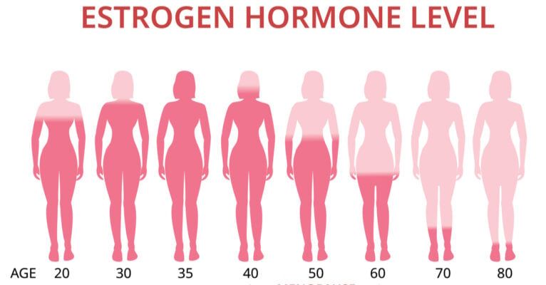 Vai trò của estrogen