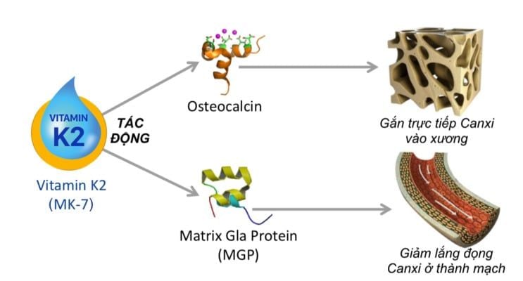 vai trò của vitamin K2 giúp canxi