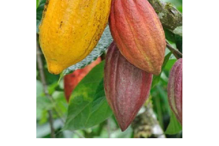 Quy Trình Sản Xuất Sô-cô-la Alluvia