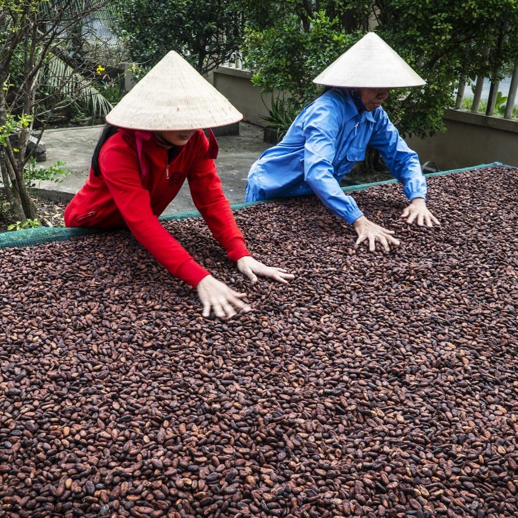 TRẢI NGHIỆM LÀM NGHỆ NHÂN CACAO CÙNG ALLUVIA