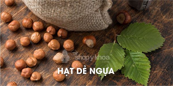 2 lý do khiến hạt dẻ ngựa là khắc tinh bệnh suy giãn tĩnh mạch