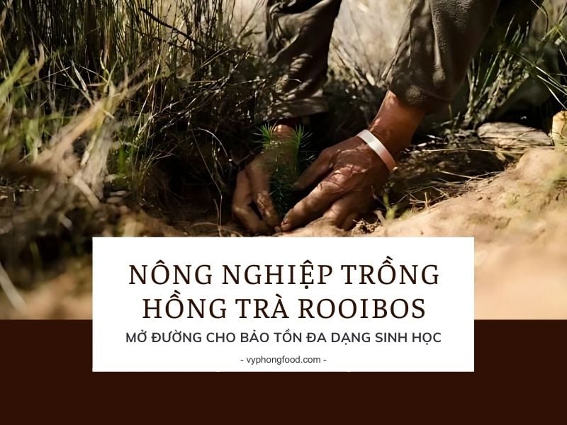 Nông nghiệp trồng hồng trà rooibos Nam Phi mở đường cho bảo tồn đa dạng sinh học.